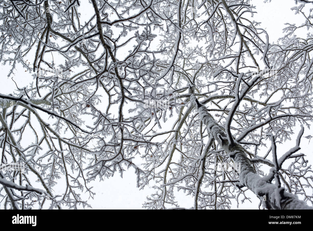 Rami coperti di neve nelle montagne rocciose Foto Stock