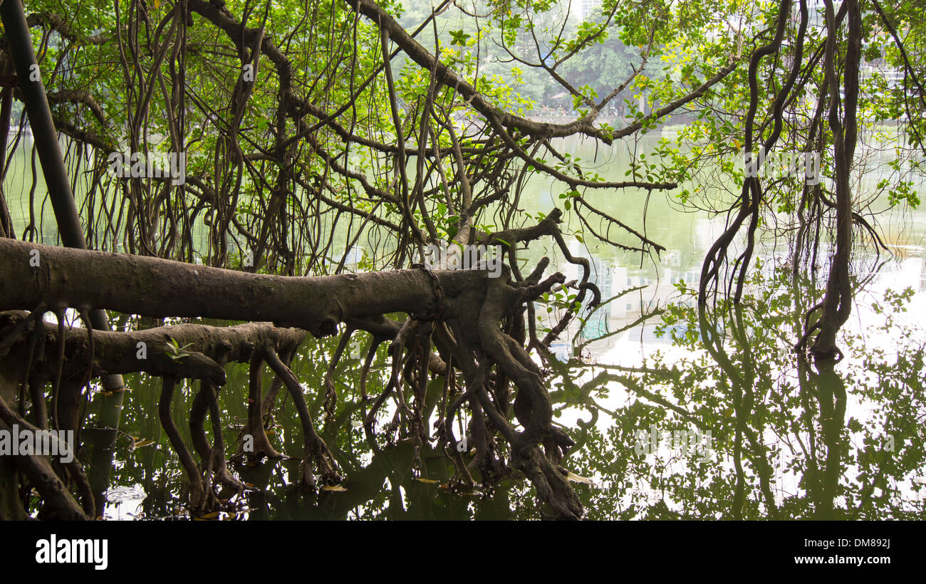 Tangled radici di albero in acqua Hanoi Vietnam del Sud-est asiatico Foto Stock