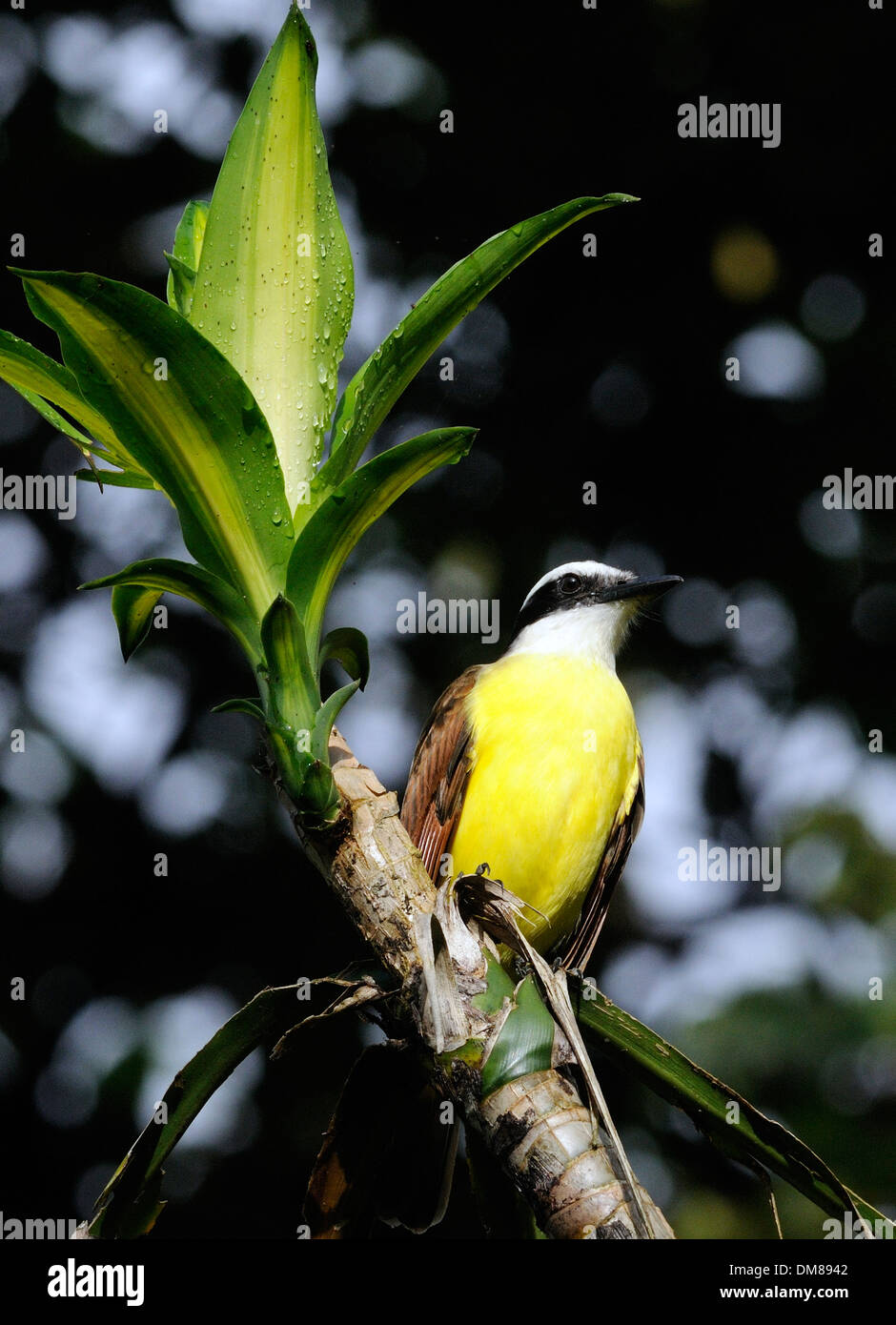 Grande Kiskadee (Pitangus sulfuratus). Tortuguero, Parco Nazionale di Tortuguero, Limon Provincia, Costa Rica. Foto Stock