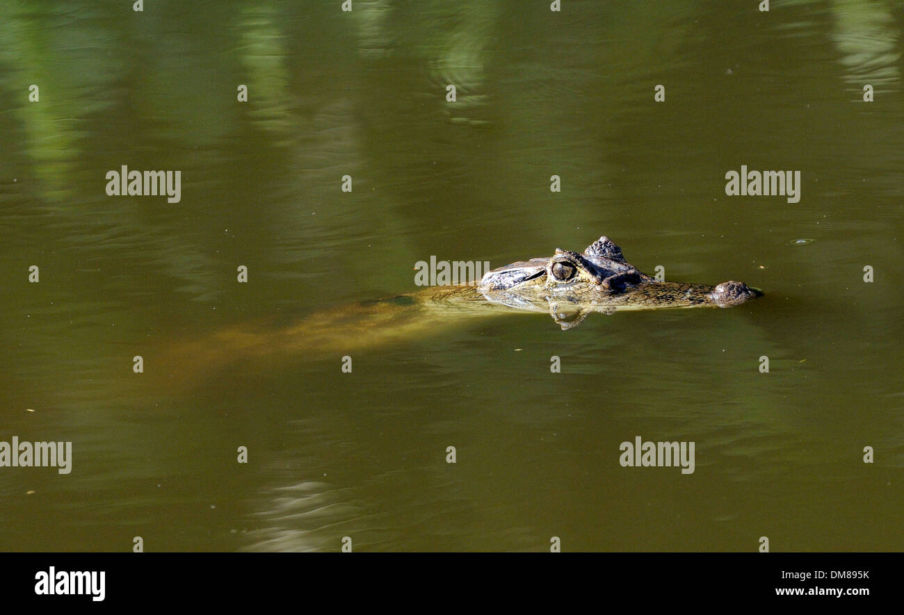 Un Caimano Spectaled (crocodilus Caimano) giace metà immerso in un stagno. Braulio Carillo, Horquetas, Sarapiqui, Costa Rica. Foto Stock
