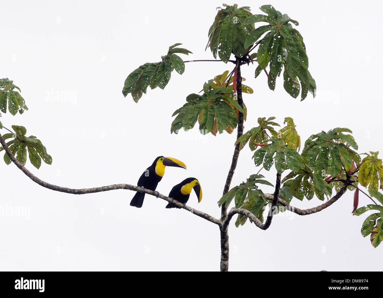 Una coppia di castagni-mandibled tucani (Ramphastos swainsonii). Braulio Carillo, Horquetas, Sarapiqui, Costa Rica. Foto Stock