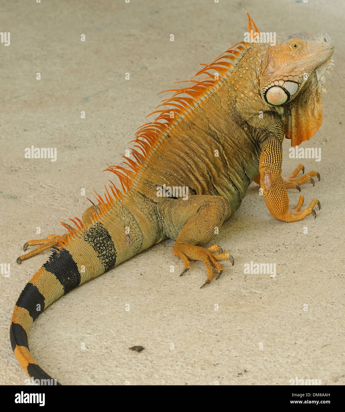 Maschio verde (iguana Iguana iguana). Tortuguero, Parco Nazionale di Tortuguero, Limon Provincia, Costa Rica. Foto Stock