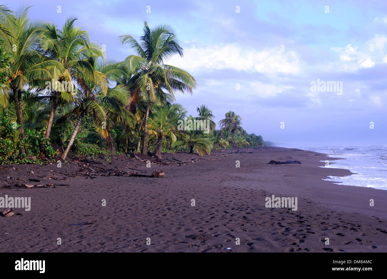 La spiaggia a Tortuguero, un sito di nidificazione per turltes verde (Chelonia Mydas) e tartarughe liuto (Dermochelys coriacea). Foto Stock