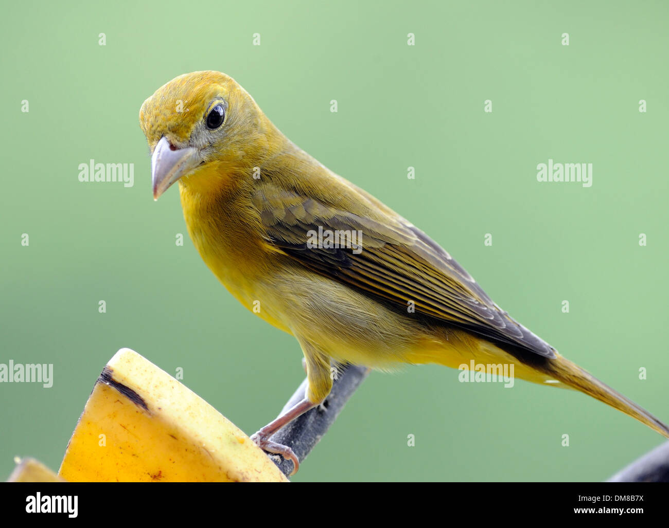 Un uccello mangia la banana in corrispondenza di una stazione di alimentazione. Casona Rio Fortuna, La Fortuna de San Carlos, al Parco Nazionale del Vulcano Arenal Costa Rica Foto Stock
