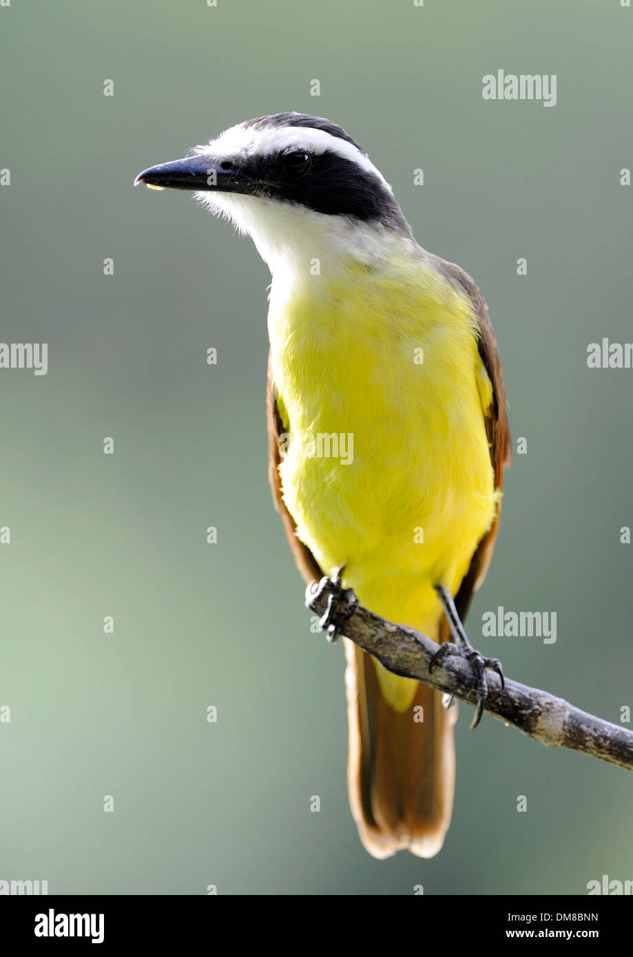 Grande Kiskadee (Pitangus sulfuratus). Casona Rio Fortuna, La Fortuna de San Carlos, al Parco Nazionale del Vulcano Arenal , Costa Rica. Foto Stock