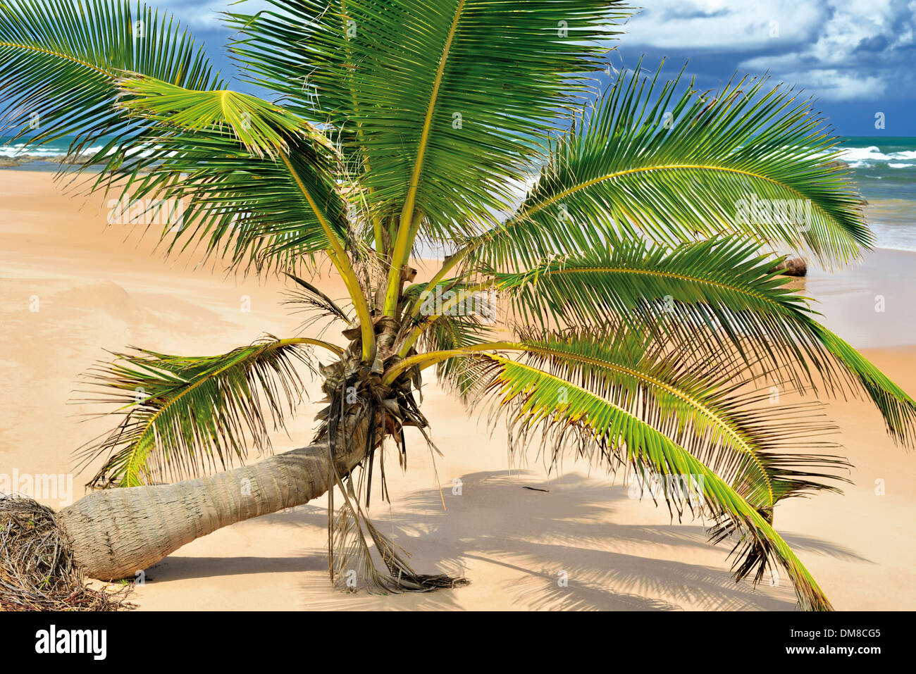 Il Brasile, Bahia: caduti Palm tree al Paradise beach Busca Vida in Camaçarí Foto Stock