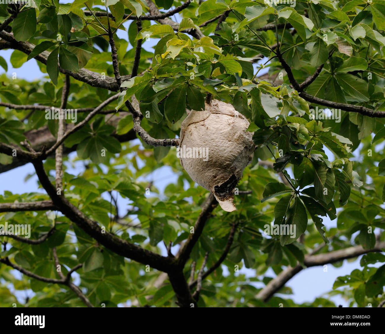 Un Nido di piccole vespe sociali si blocca in una struttura ad albero. Penisola di Osa. Drake Bay, il Parco Nazionale di Corcovado, Golfito, Costa Rica. Foto Stock