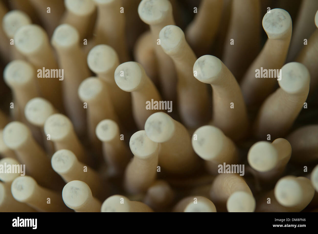Close-up di un anemone Foto Stock