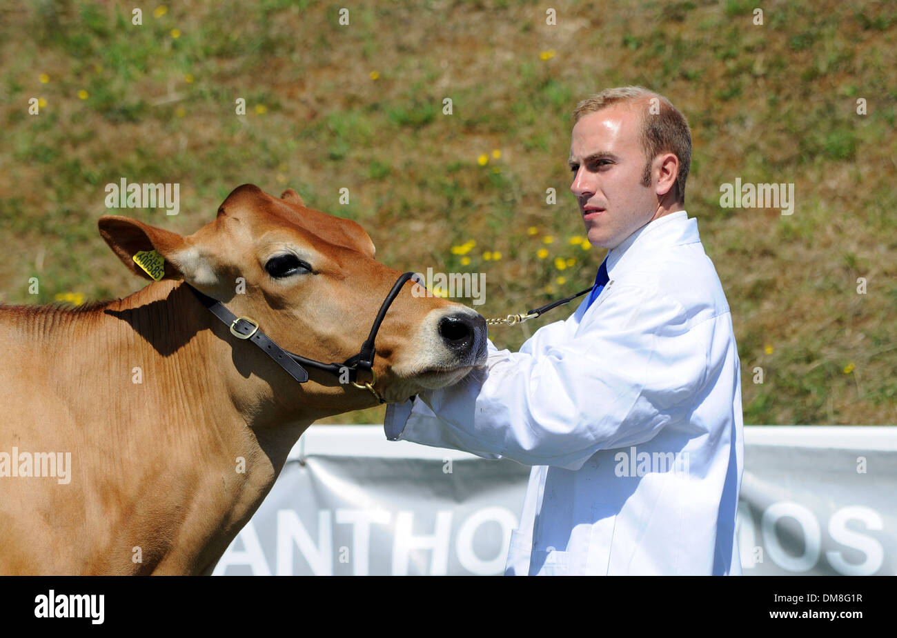 Un jersey mucca nell'anello mostra presso il Royal Cornwall Show Foto Stock