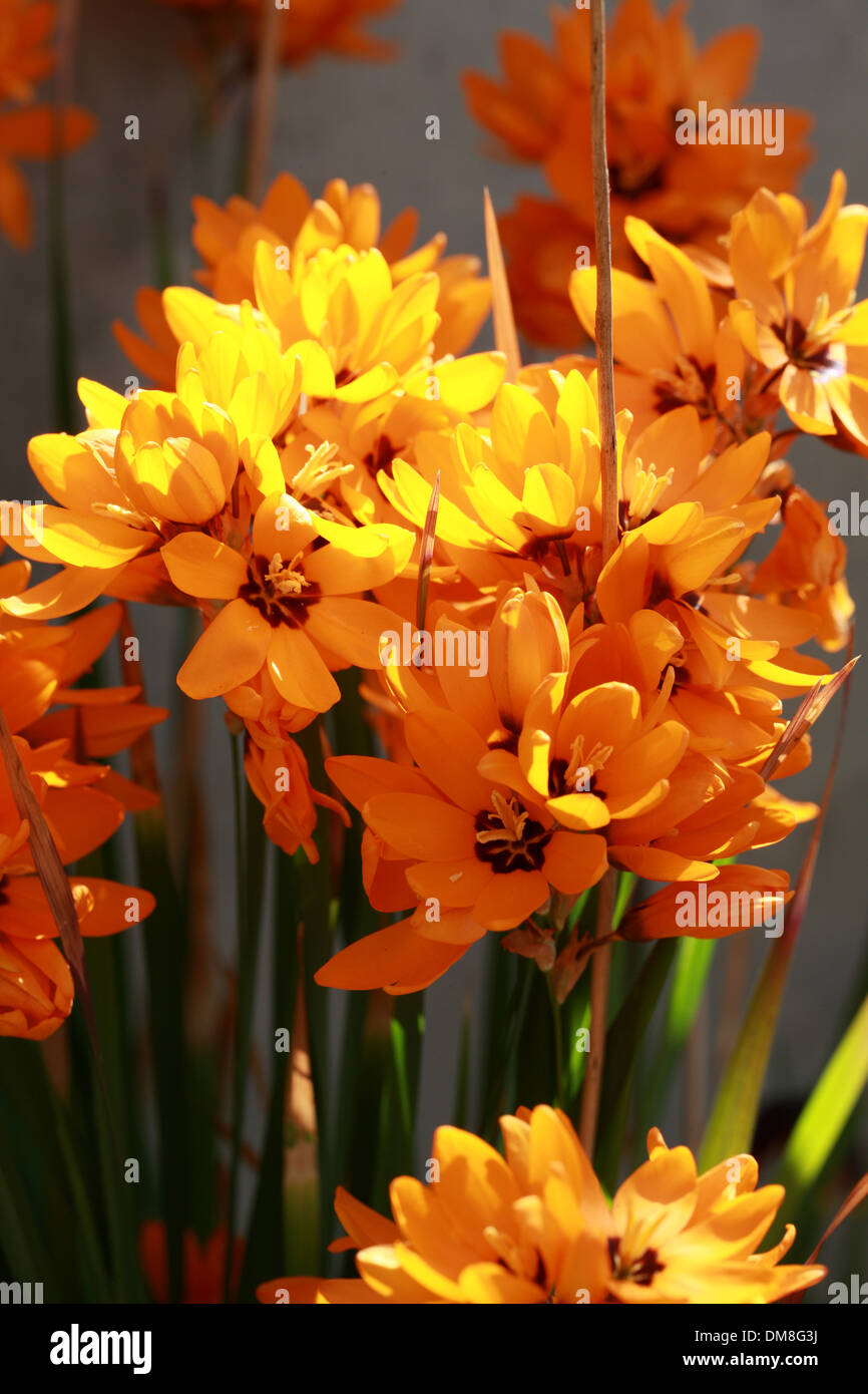 Mais africano Lily, Ixia maculata, Iridaceae, Provincia del Capo, in Sud Africa Foto Stock