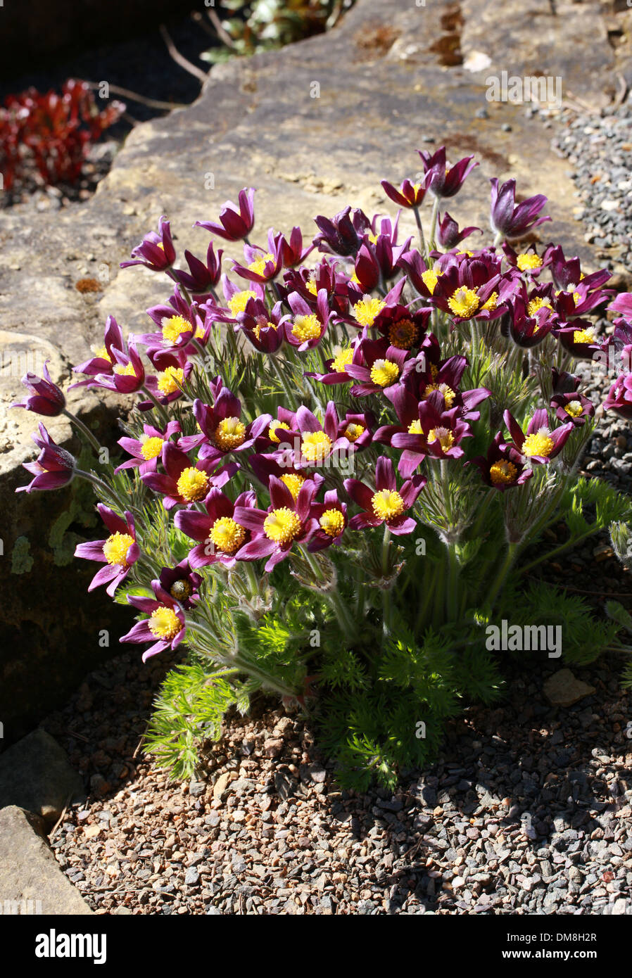 "Pasque Flower, Pasqueflower, vento fiore, fiore di pasqua o prato Anemone, Pulsatilla halleri subsp. halleri var. segusiana. Foto Stock