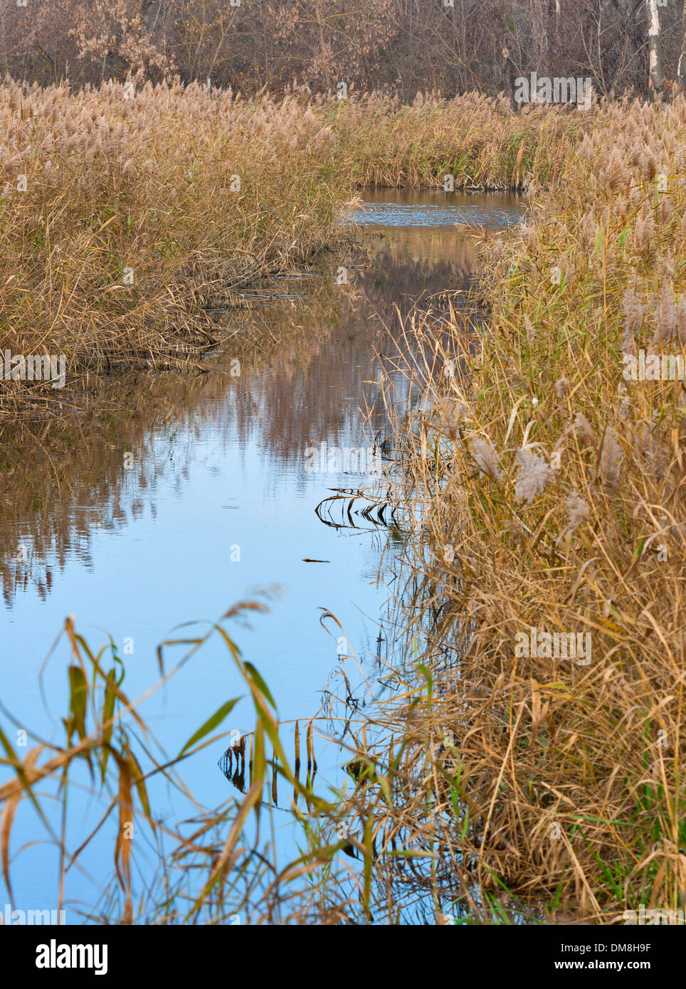 Il mirroring del Reed nel fiume Ros in Ucraina. Colori dell'autunno. Foto Stock