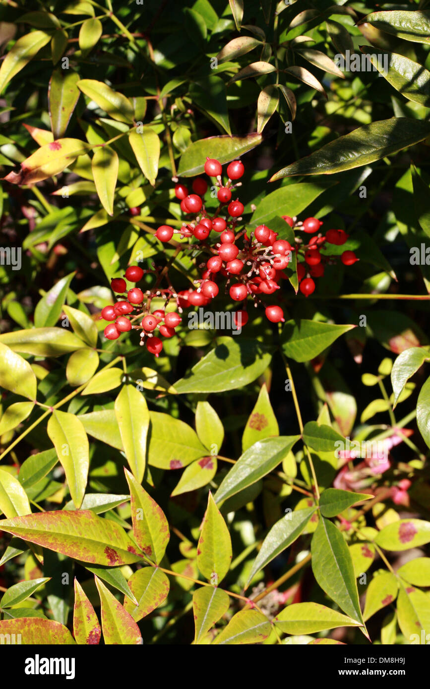 Bambù sacro, Nandina domestica, Berberidaceae. Cina e Giappone, Asia. Foto Stock