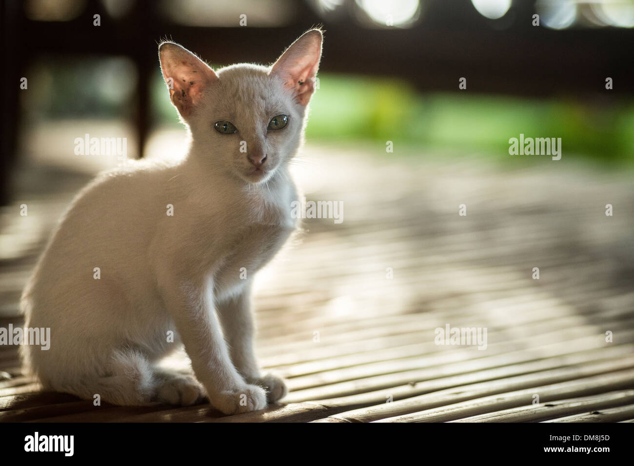 Ritratto di un gatto randagio Foto Stock