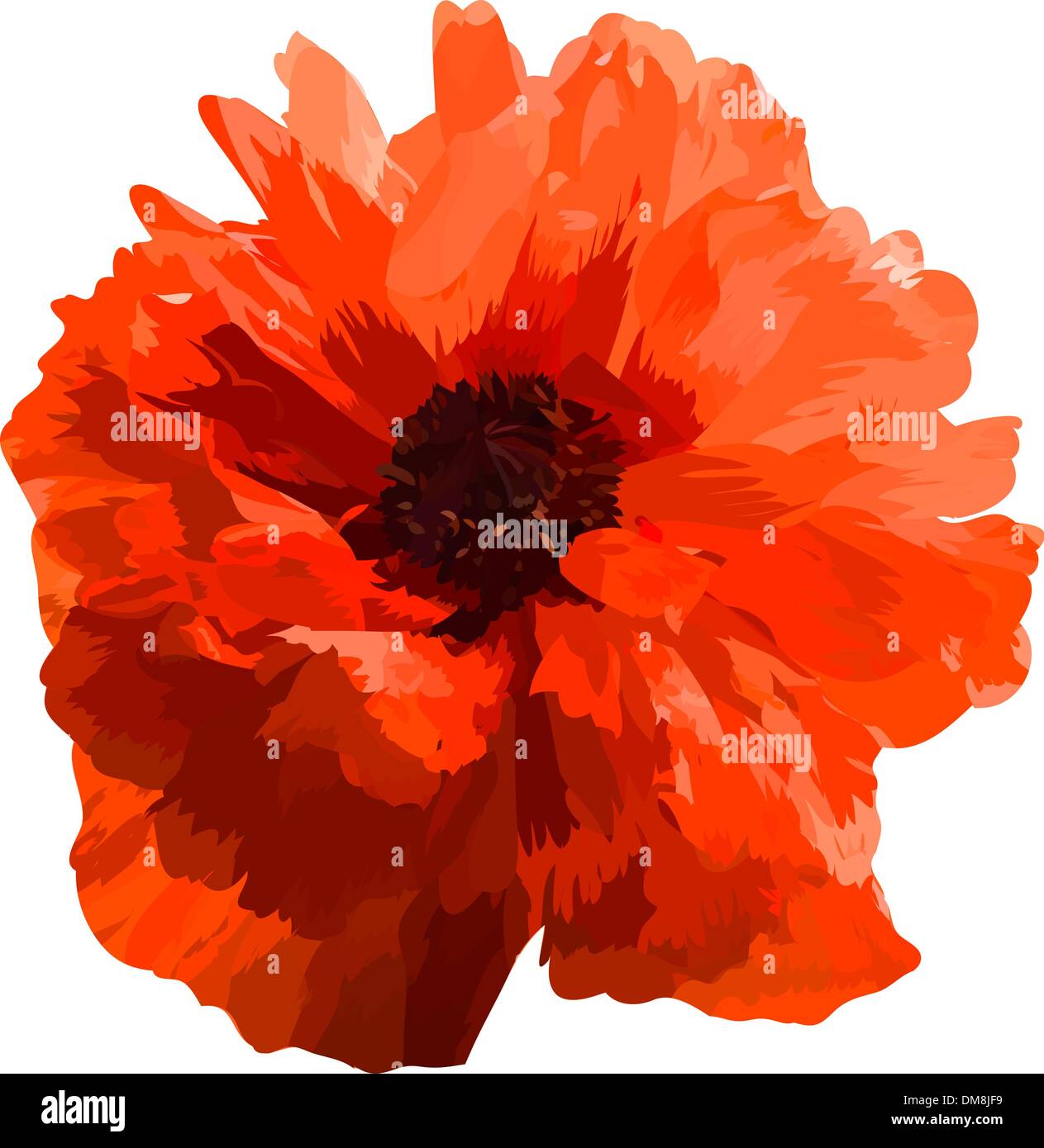 Vettore popy rosso. Illustrazione Vettoriale