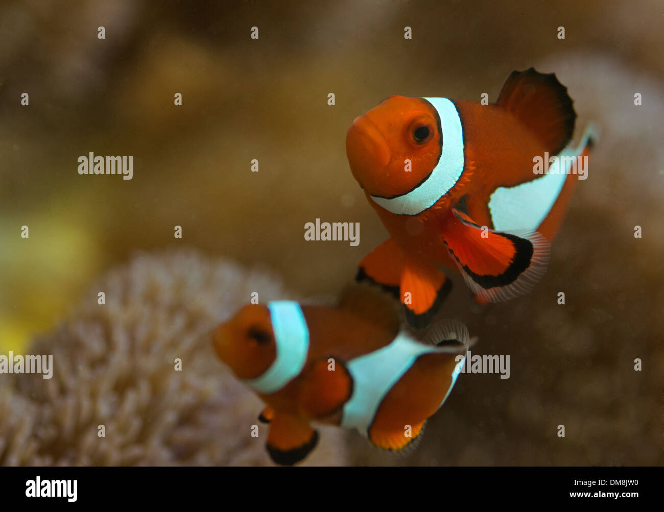 Clownfish in un anemone marittimo Foto Stock
