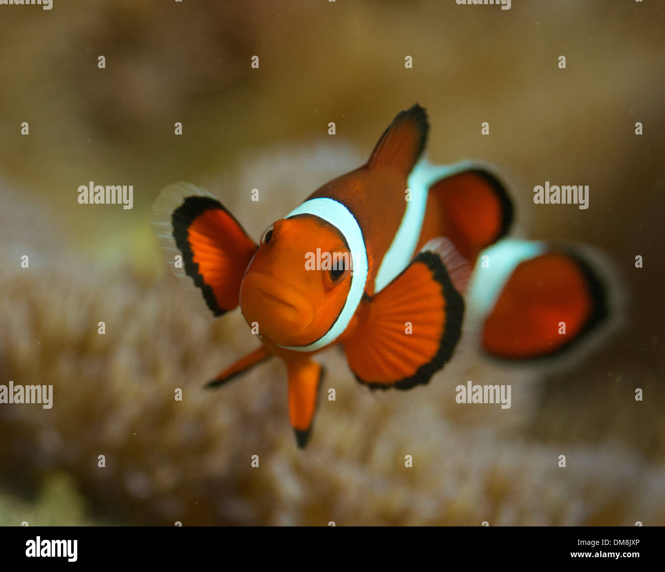 Clownfish in un anemone marittimo Foto Stock