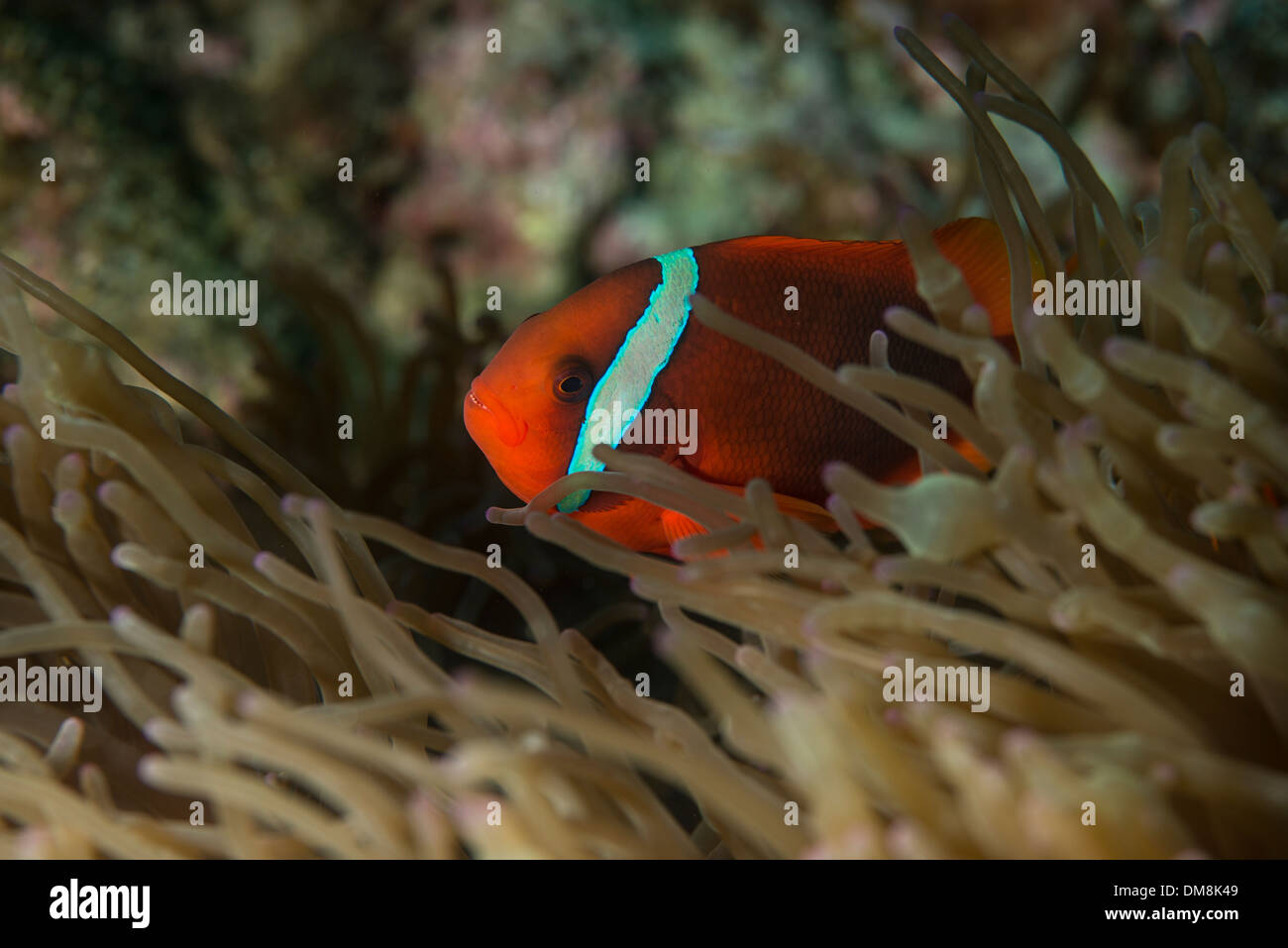 Clownfish nascosto in un anemone Foto Stock