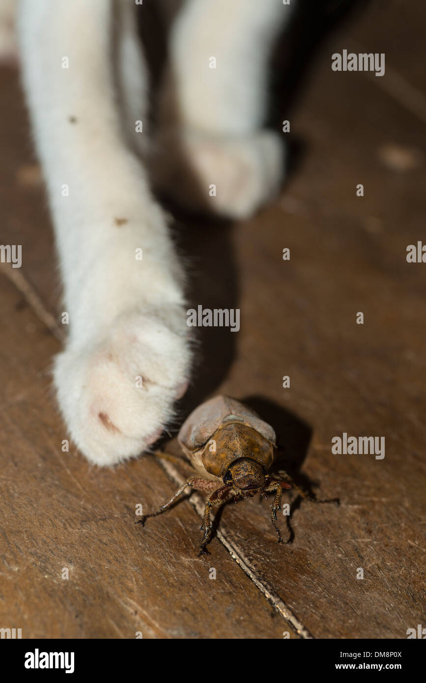 Gatto randagio giocando con una femmina di scarabeo di cocco Foto Stock