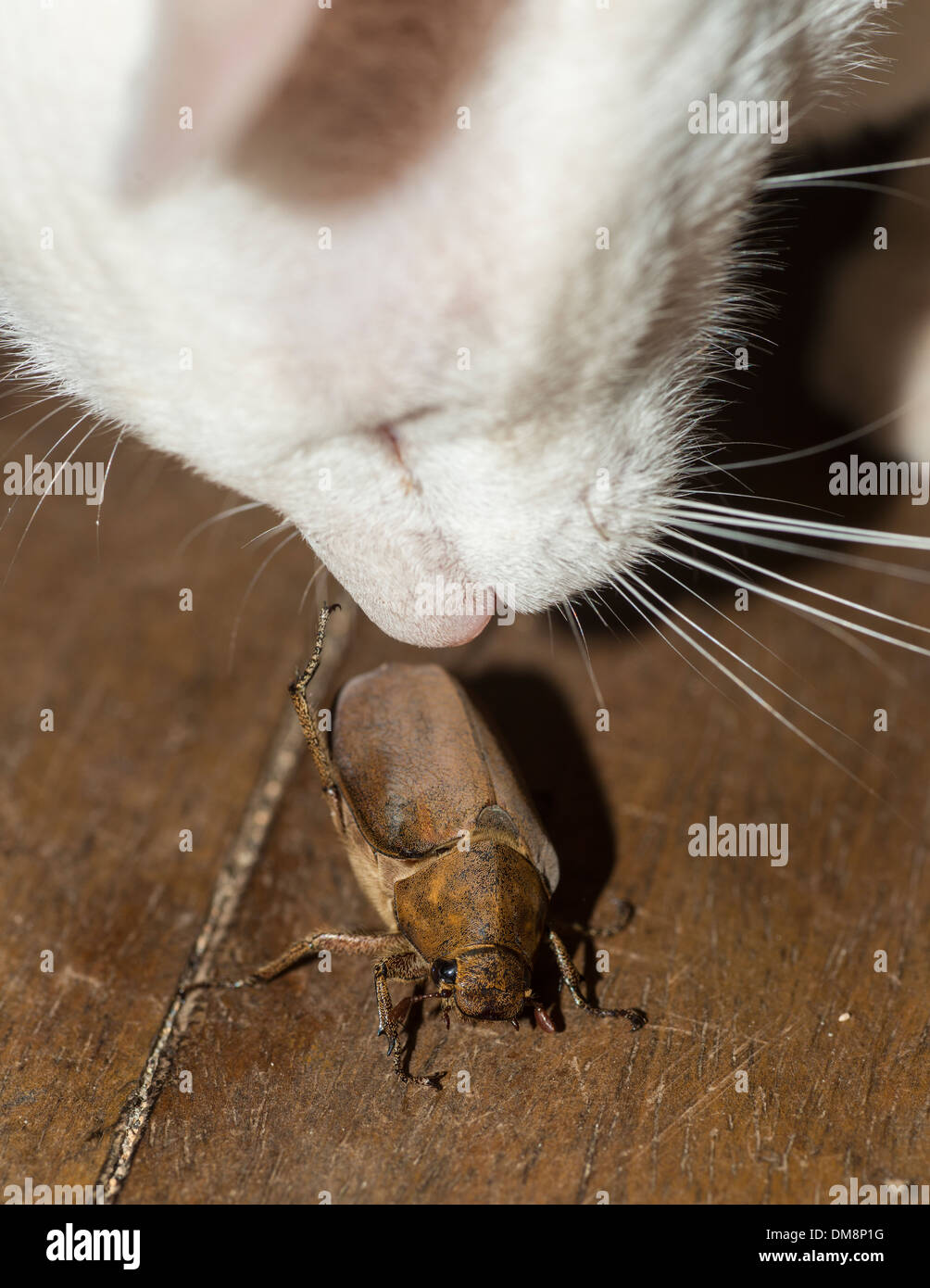 Gatto randagio giocando con una femmina di scarabeo di cocco Foto Stock