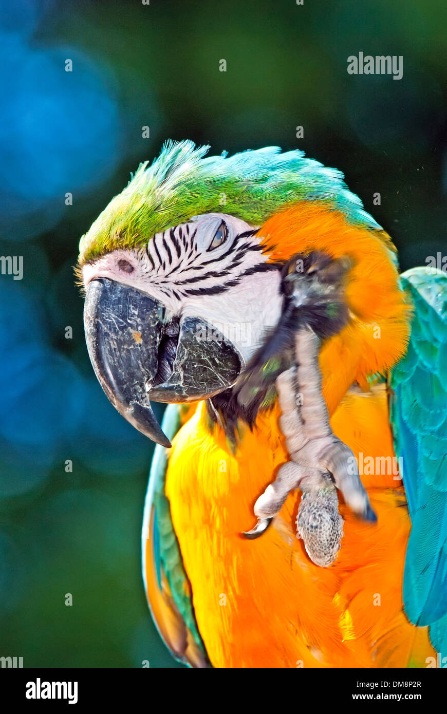 Parrot graffiare Foto Stock