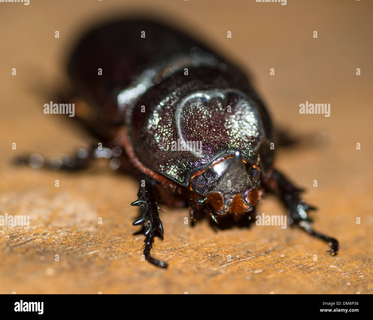 Close-up di un maschio di scarabeo di cocco Foto Stock