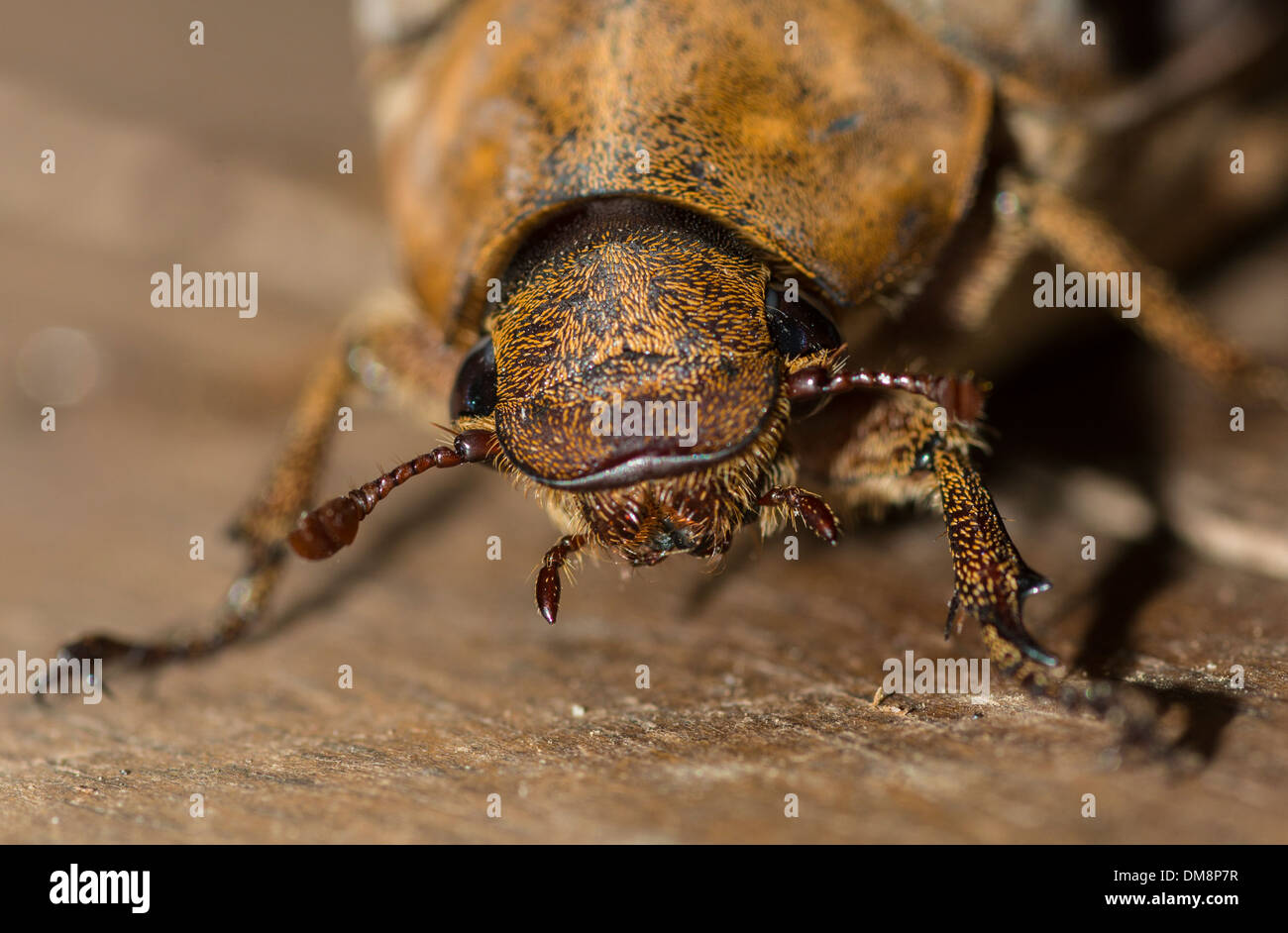 Close-up di una noce di cocco femmina beetle strisciare sul pavimento Foto Stock