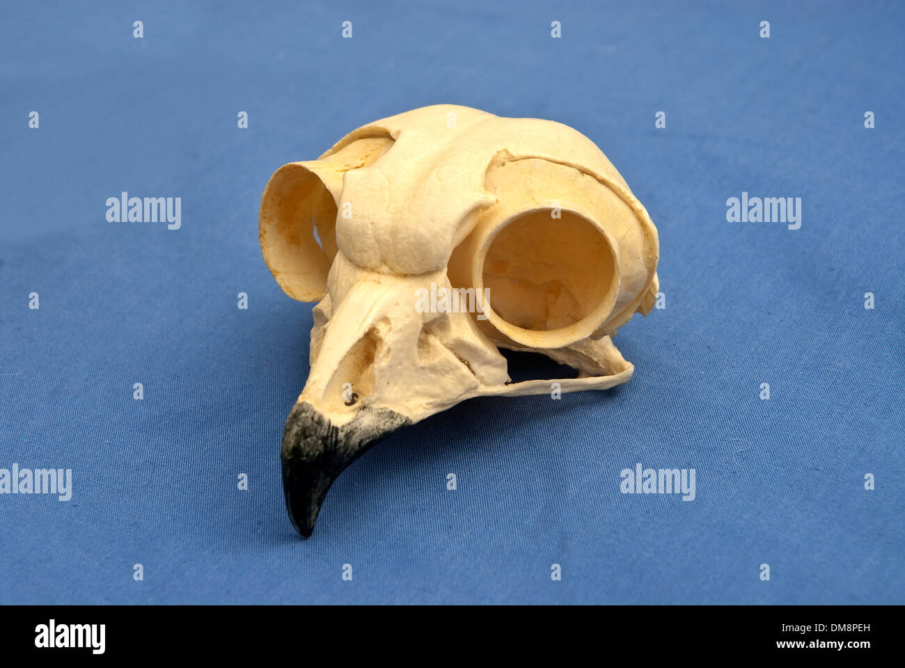 Gli uccelli rapaci cranio Foto Stock