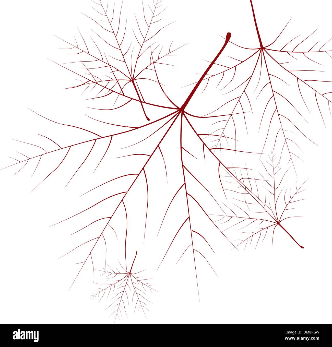 Red fall acero foglie sul cielo blu sullo sfondo. Illustrazione Vettoriale