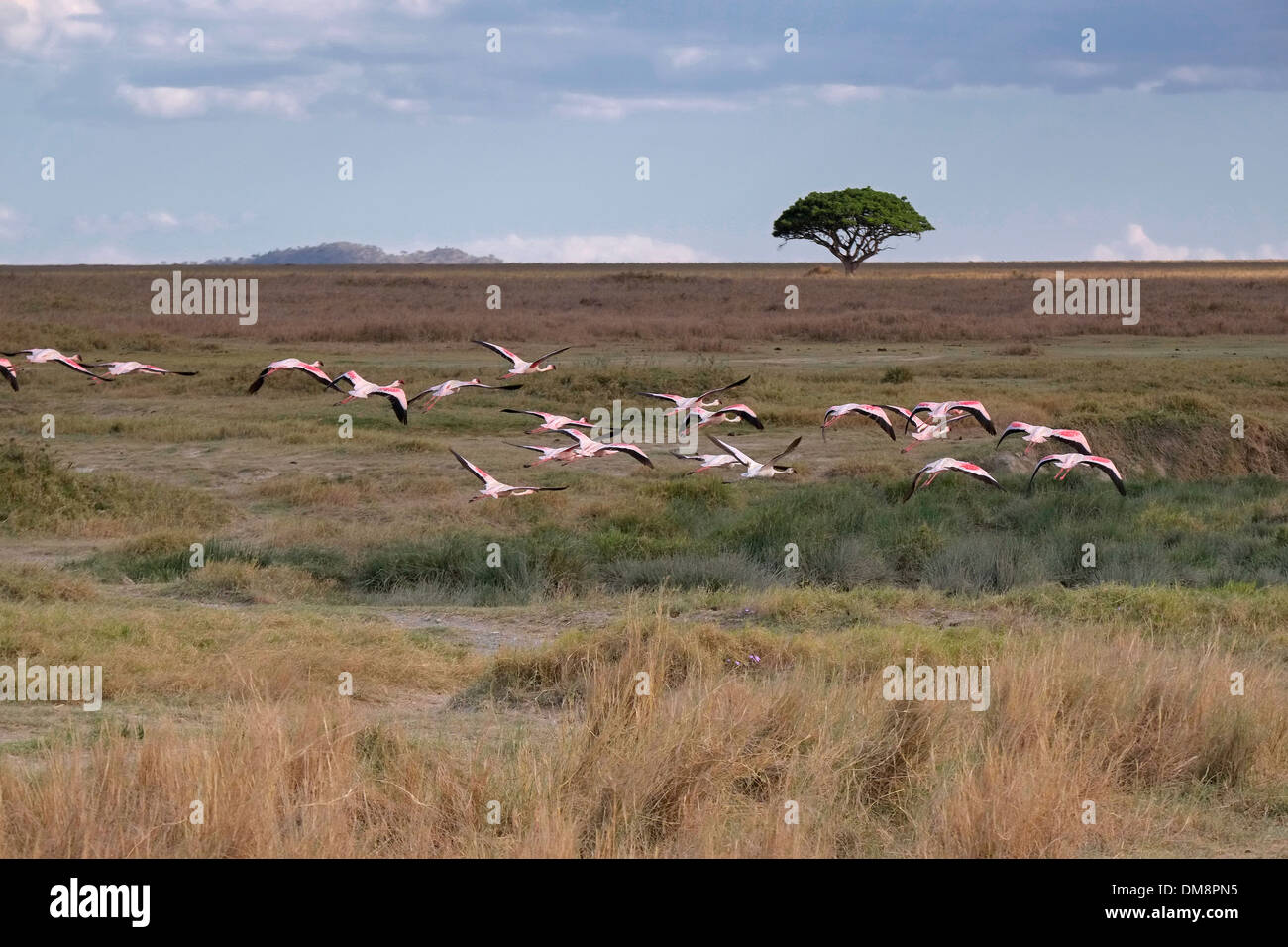 Stormo di fenicotteri volare sopra le pianure del Ngorongoro Conservation Area vicino lago Magadi nel cratere Highlands area della Tanzania Africa orientale Foto Stock