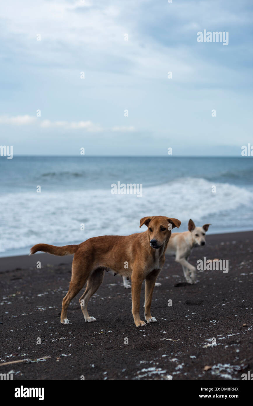 I cani randagi su una spiaggia a Camiguin, Filippine Foto Stock