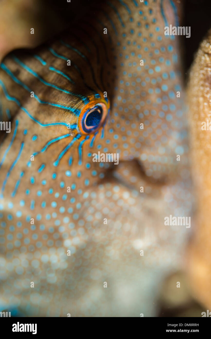 Close-up di un falso-eye pufferfish Foto Stock