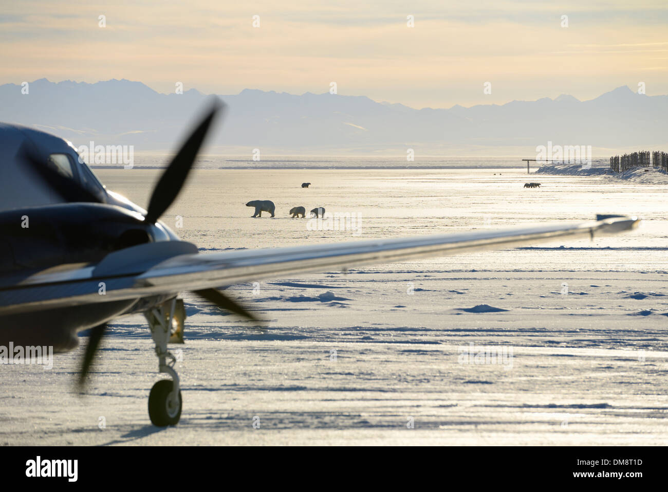 Il rullaggio velivolo sul baratto isola aeroporto LRRS Kaktovik Alaska USA con orso polare scrofe e lupetti e Brooks Range montagne su The Beaufort Sea Foto Stock