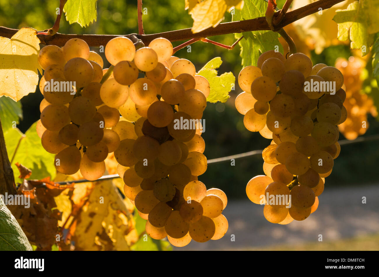 Elk213-2605 Francia, Alsazia, uve da vino, Riesling Foto Stock