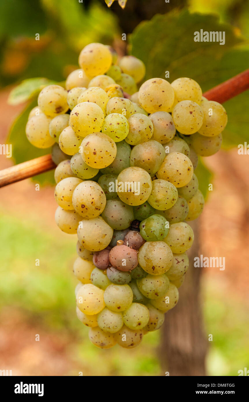 Elk213-2615v Francia, Alsazia, uve da vino, Riesling Foto Stock