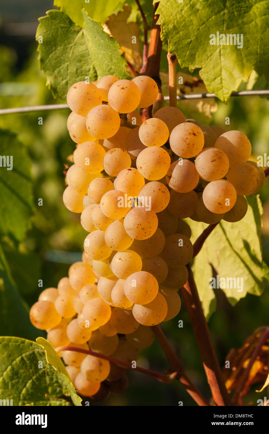 Elk213-2619v Francia, Alsazia, uve da vino, Riesling Foto Stock