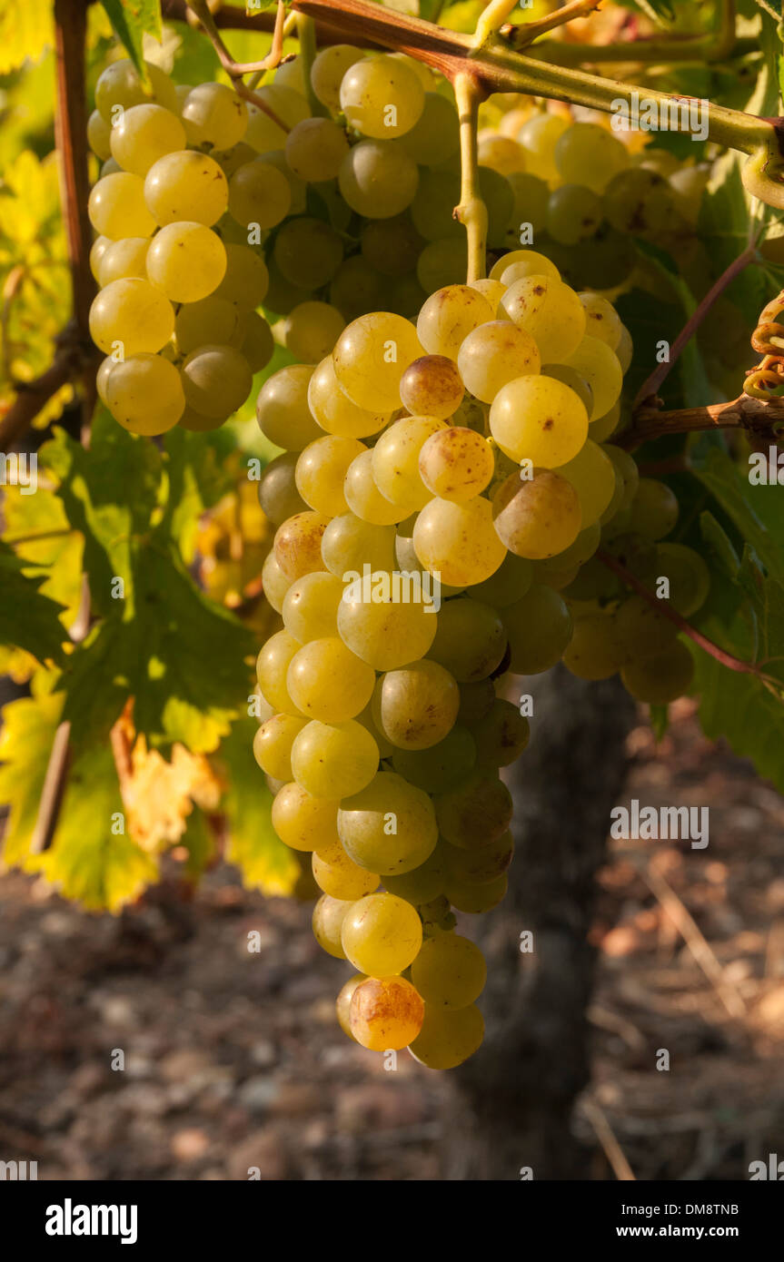 Elk213-2621v Francia, Alsazia, uve da vino, Riesling Foto Stock