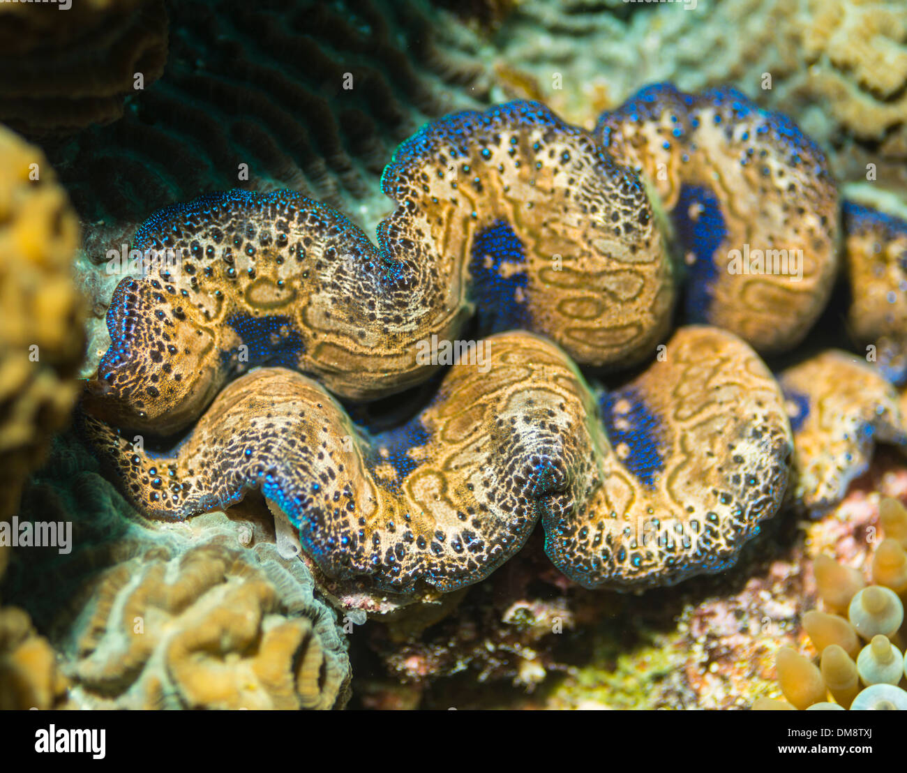 Close-up di un gigante clam Foto Stock