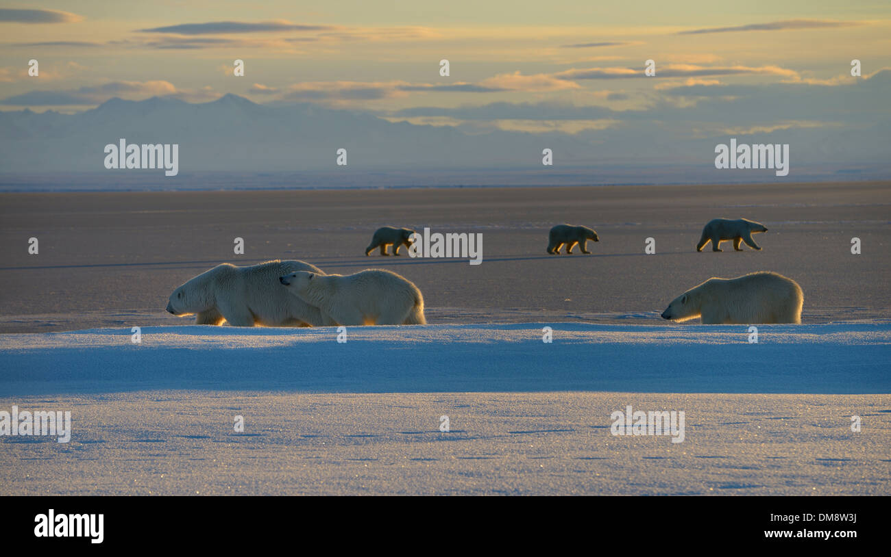 Due set di orso polare sow e lupetti passando a vicenda sulla laguna Kaktovik Alaska Usa a Isola di baratto Foto Stock