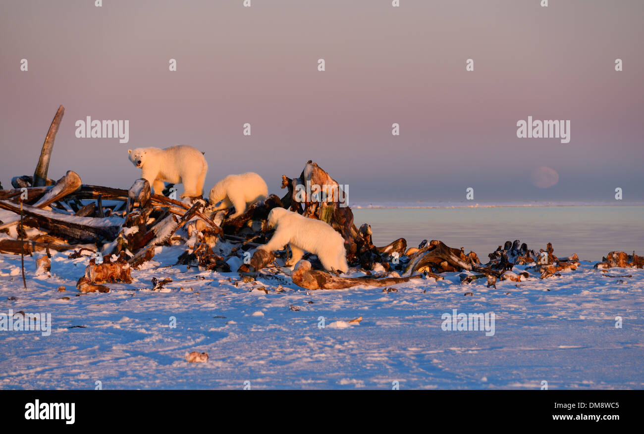 Tre orsi polari in rosso la luce del tramonto sull'osso di balena pila sul isola di baratto Kaktovik Alaska Usa su The Beaufort mare Oceano Artico con il sorgere della luna Foto Stock