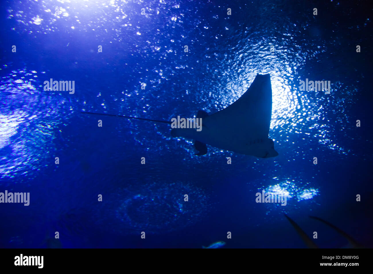Una manta ray (Manta birostris) nuota in un grande serbatoio a RAYONG AQUARIUM - Rayong Thailandia Foto Stock