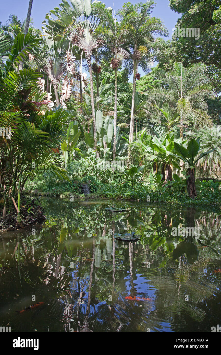 Riflessioni, koi, e fogliame evidenziare un lago di Hawaiian Tropicale Giardino Botanico, scenic loop della Highway 19, a nord di Hilo. Foto Stock