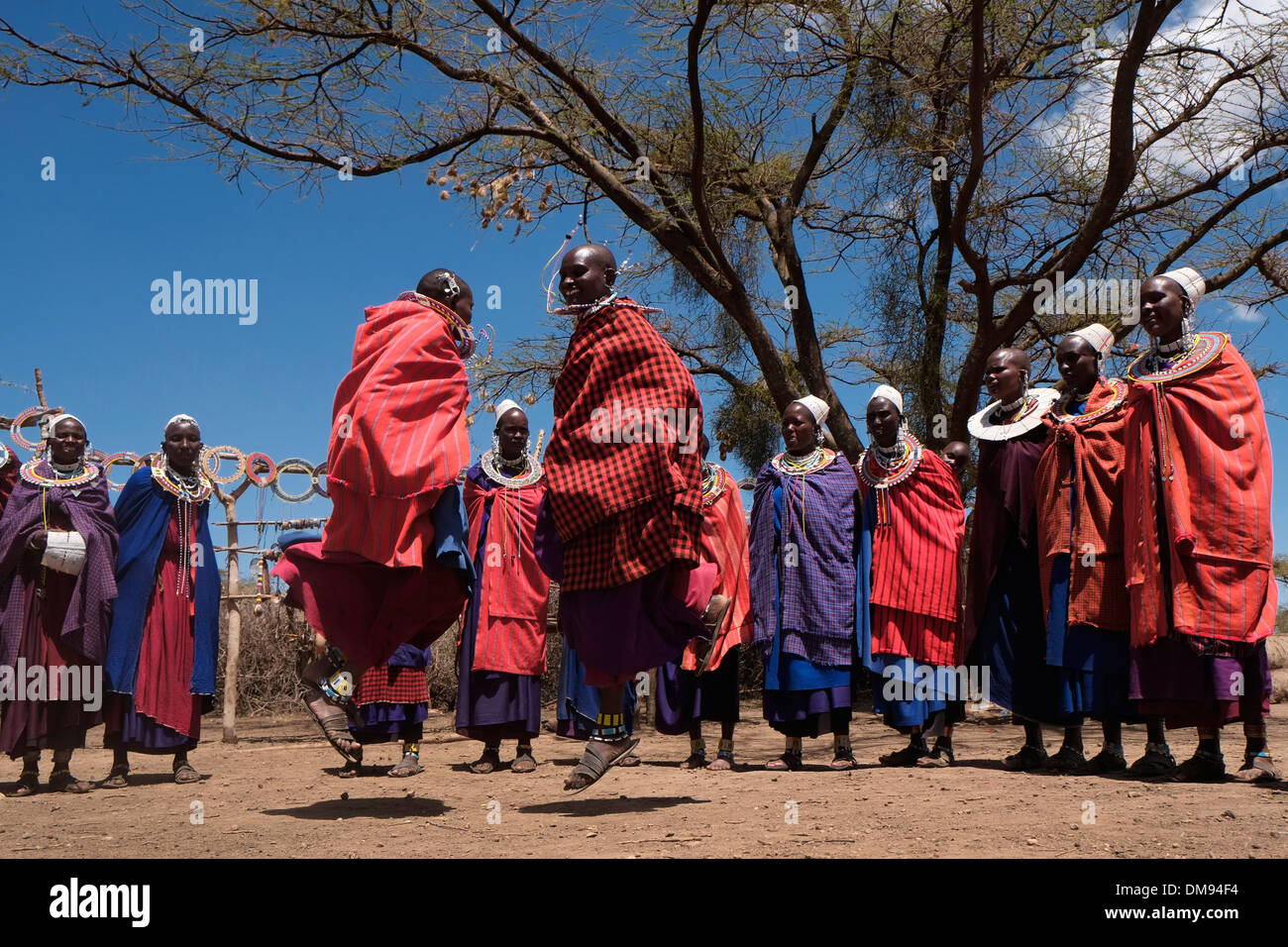 Un gruppo di donne Masai nella loro più spettacolari costumi balli durante la tradizionale cerimonia Eunoto eseguita in una venuta di cerimonia di età per i giovani guerrieri della tribù Masai del Ngorongoro Conservation Area nel cratere Highlands area della Tanzania Africa orientale Foto Stock