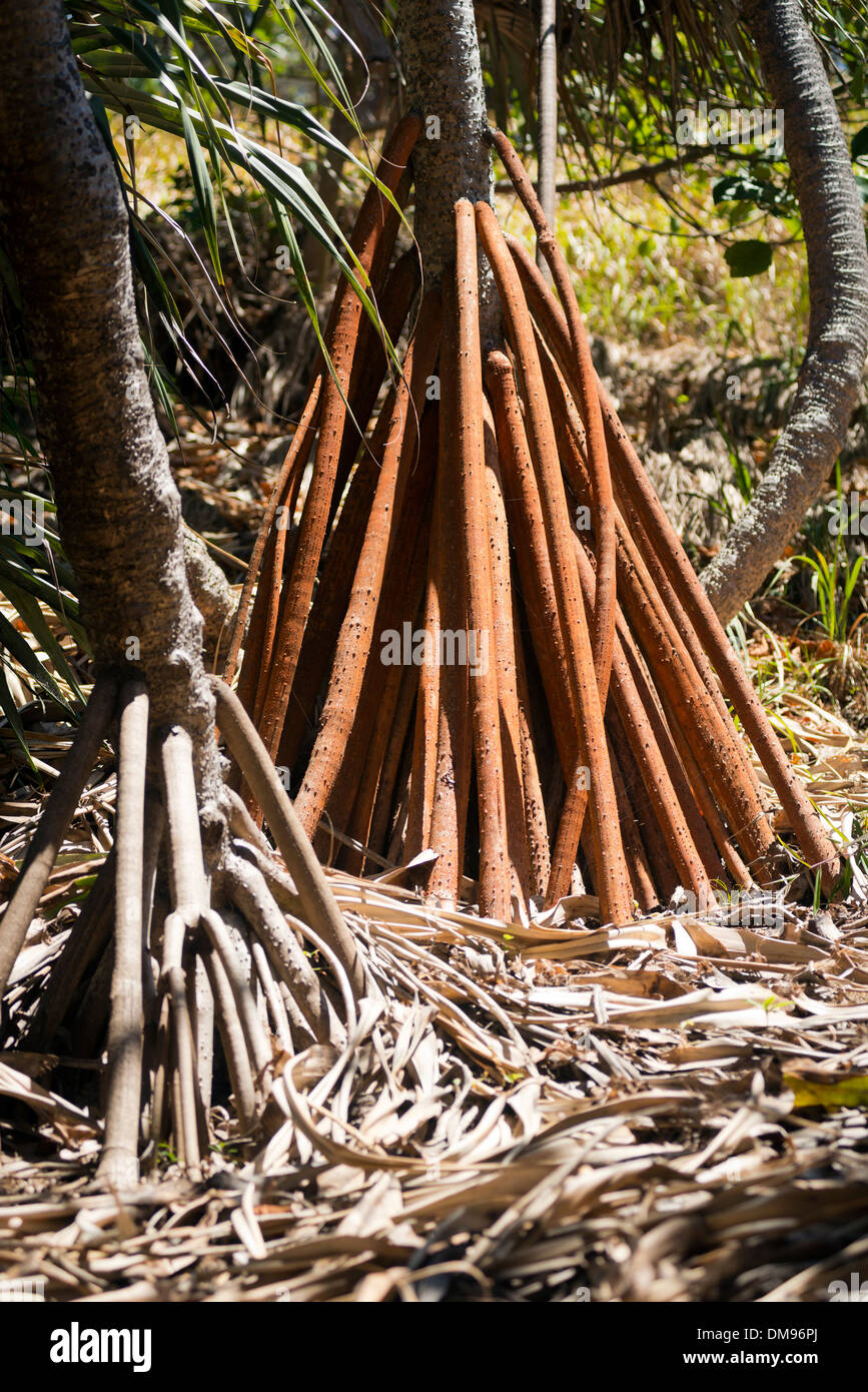 Pandanus palme popolano North Stradbroke Island, in Australia Foto Stock