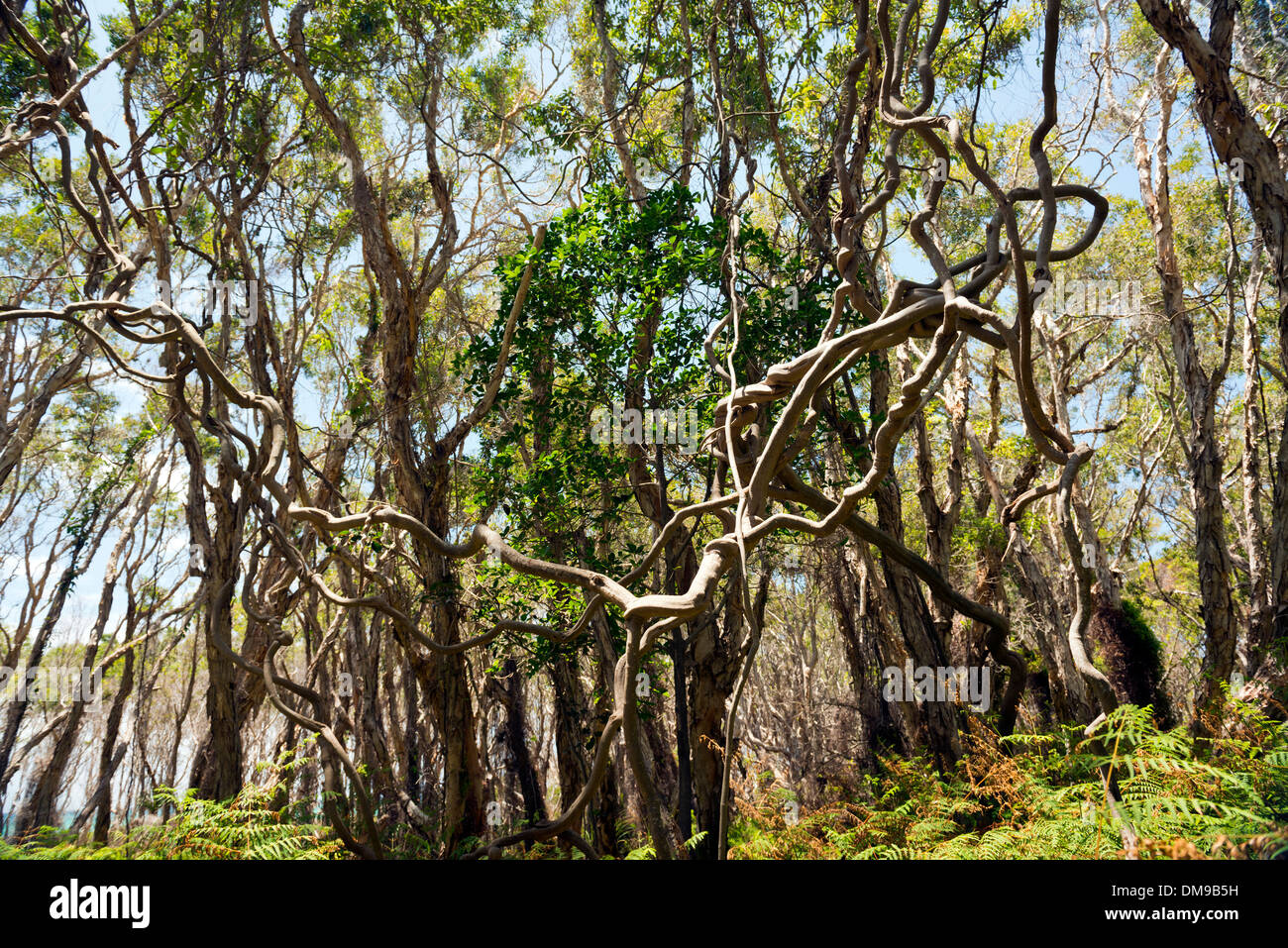 Grandi vitigni intrecciati insieme in una fitta foresta Foto Stock