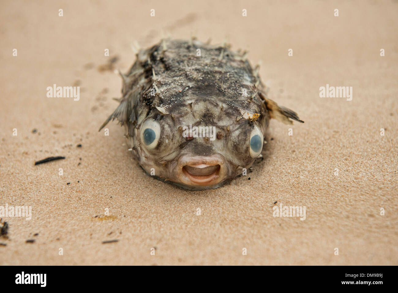 Puffer fish (Tetraodontidae) sulla spiaggia di Koh Sukorn isola in Tailandia Foto Stock