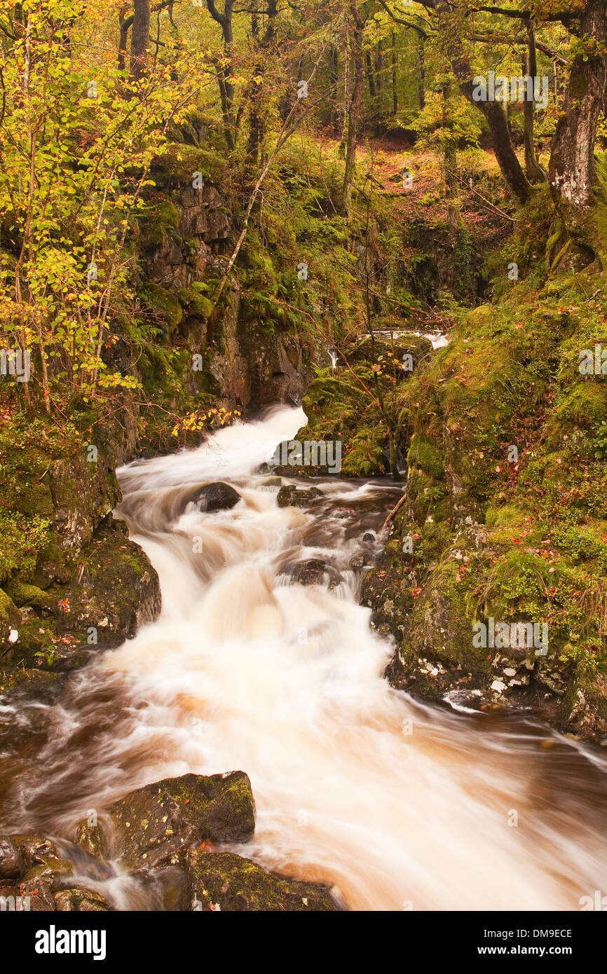 Le acque di Launchy Gill nel distretto del lago in pieno flusso dopo pesanti piogge d'autunno. Foto Stock