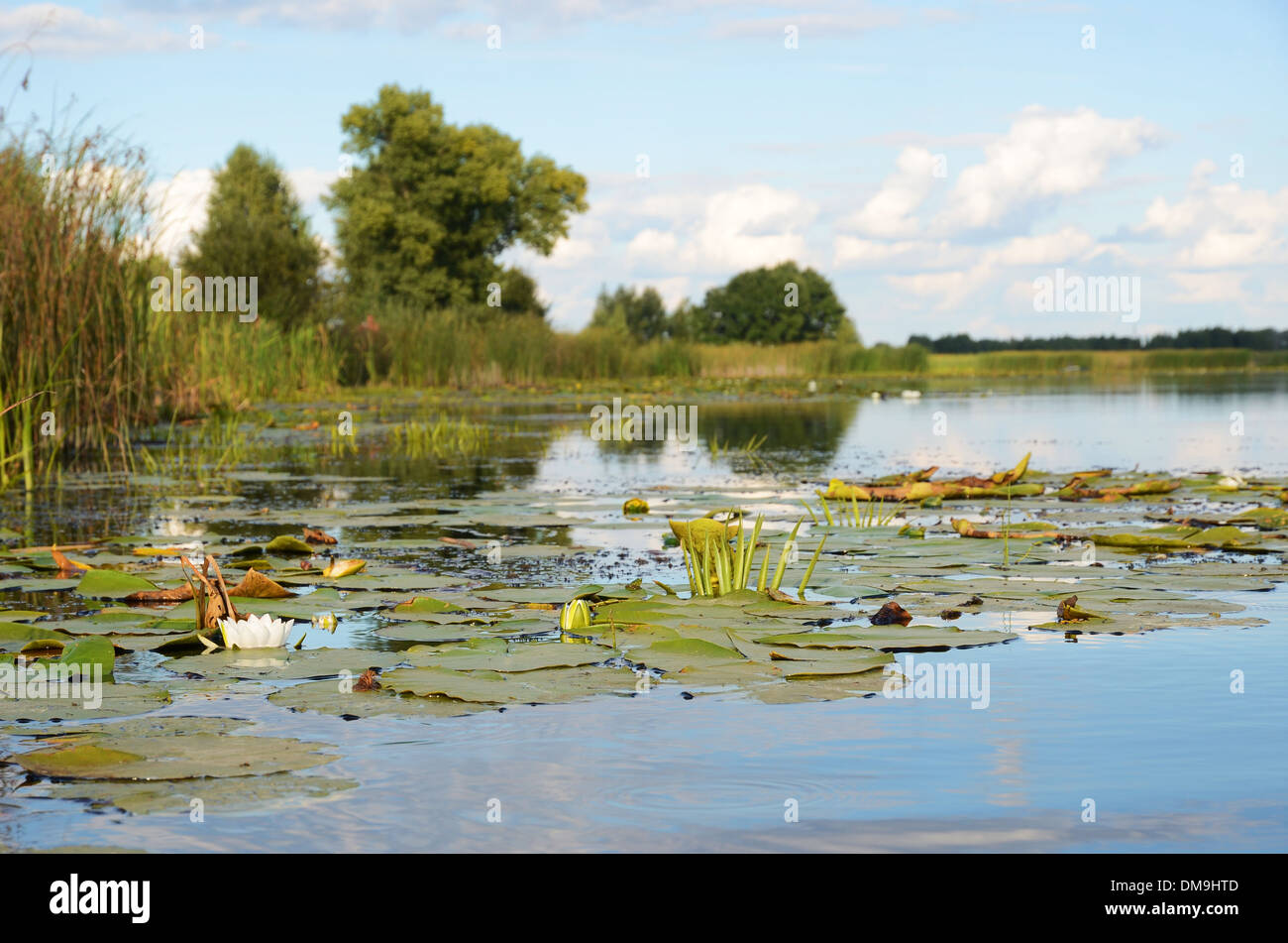 Lago ricoperta con ninfee e canna da zucchero Foto Stock