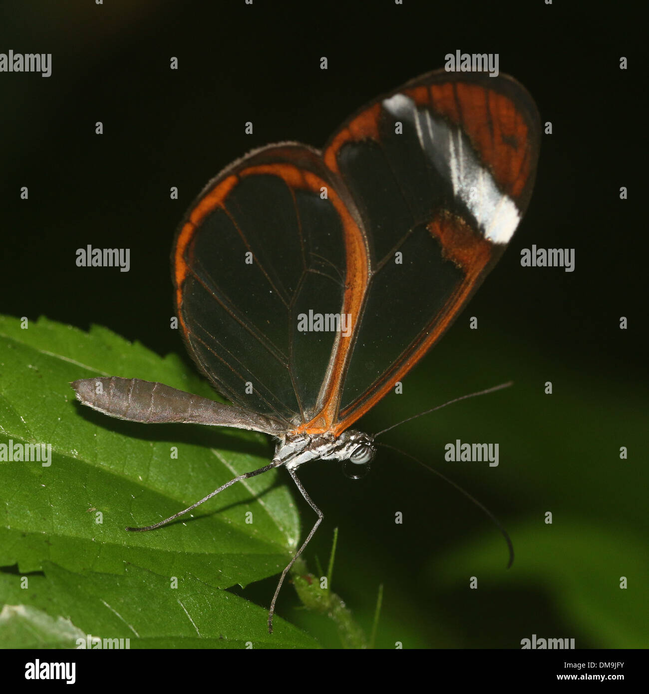 Glasswinged farfalla o Clearwing (Greta oto) Foto Stock