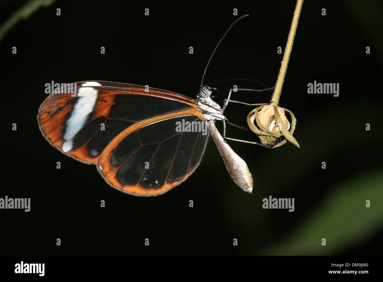 Sud Americana Glasswinged farfalla o Clearwing (Greta oto) Foto Stock